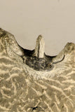 30717 - Partial Prepared 0.93 Inch Spiny Koneprusia dahmani Lower Devonian Trilobite