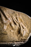 22431 - Collector Grade 14.37 Inch Halisaurus arambourgi (Mosasaur) Partial Tail Late Cretaceous