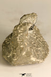 30717 - Partial Prepared 0.93 Inch Spiny Koneprusia dahmani Lower Devonian Trilobite