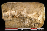 22432 - Collector Grade 12.01 Inch Halisaurus arambourgi (Mosasaur) Partial Tail Late Cretaceous