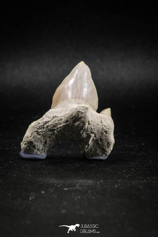 04952 - Super Rare Pathologically Deformed 1.59 Inch Otodus obliquus Shark Tooth