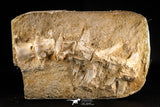 22432 - Collector Grade 12.01 Inch Halisaurus arambourgi (Mosasaur) Partial Tail Late Cretaceous