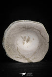20553 - Top Huge 1.55 Inch Otodus obliquus Shark Vertebra Bone Paleocene