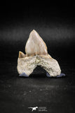 04952 - Super Rare Pathologically Deformed 1.59 Inch Otodus obliquus Shark Tooth