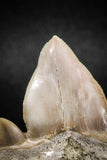 04952 - Super Rare Pathologically Deformed 1.59 Inch Otodus obliquus Shark Tooth