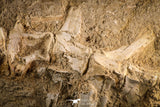 22432 - Collector Grade 12.01 Inch Halisaurus arambourgi (Mosasaur) Partial Tail Late Cretaceous