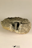 30718 - Partial Prepared 0.93 Inch Spiny Koneprusia dahmani Lower Devonian Trilobite