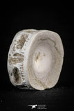 20553 - Top Huge 1.55 Inch Otodus obliquus Shark Vertebra Bone Paleocene