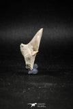 04952 - Super Rare Pathologically Deformed 1.59 Inch Otodus obliquus Shark Tooth