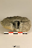 30718 - Partial Prepared 0.93 Inch Spiny Koneprusia dahmani Lower Devonian Trilobite