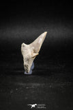 04952 - Super Rare Pathologically Deformed 1.59 Inch Otodus obliquus Shark Tooth