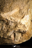 22432 - Collector Grade 12.01 Inch Halisaurus arambourgi (Mosasaur) Partial Tail Late Cretaceous