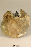 30718 - Partial Prepared 0.93 Inch Spiny Koneprusia dahmani Lower Devonian Trilobite