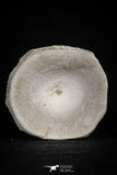 20554 - Top Huge 1.48 Inch Otodus obliquus Shark Vertebra Bone Paleocene