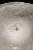 20554 - Top Huge 1.48 Inch Otodus obliquus Shark Vertebra Bone Paleocene