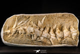 22433 - Collector Grade 18.90 Inch Halisaurus arambourgi (Mosasaur) Partial Tail Late Cretaceous