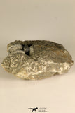 30718 - Partial Prepared 0.93 Inch Spiny Koneprusia dahmani Lower Devonian Trilobite