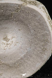 20554 - Top Huge 1.48 Inch Otodus obliquus Shark Vertebra Bone Paleocene