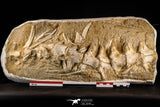 22433 - Collector Grade 18.90 Inch Halisaurus arambourgi (Mosasaur) Partial Tail Late Cretaceous