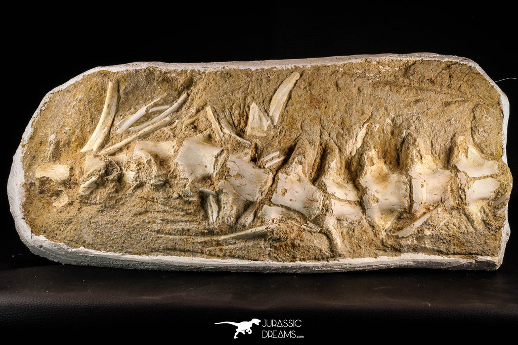 22433 - Collector Grade 18.90 Inch Halisaurus arambourgi (Mosasaur) Partial Tail Late Cretaceous