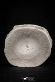20554 - Top Huge 1.48 Inch Otodus obliquus Shark Vertebra Bone Paleocene