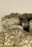 30718 - Partial Prepared 0.93 Inch Spiny Koneprusia dahmani Lower Devonian Trilobite