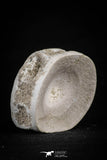 20554 - Top Huge 1.48 Inch Otodus obliquus Shark Vertebra Bone Paleocene