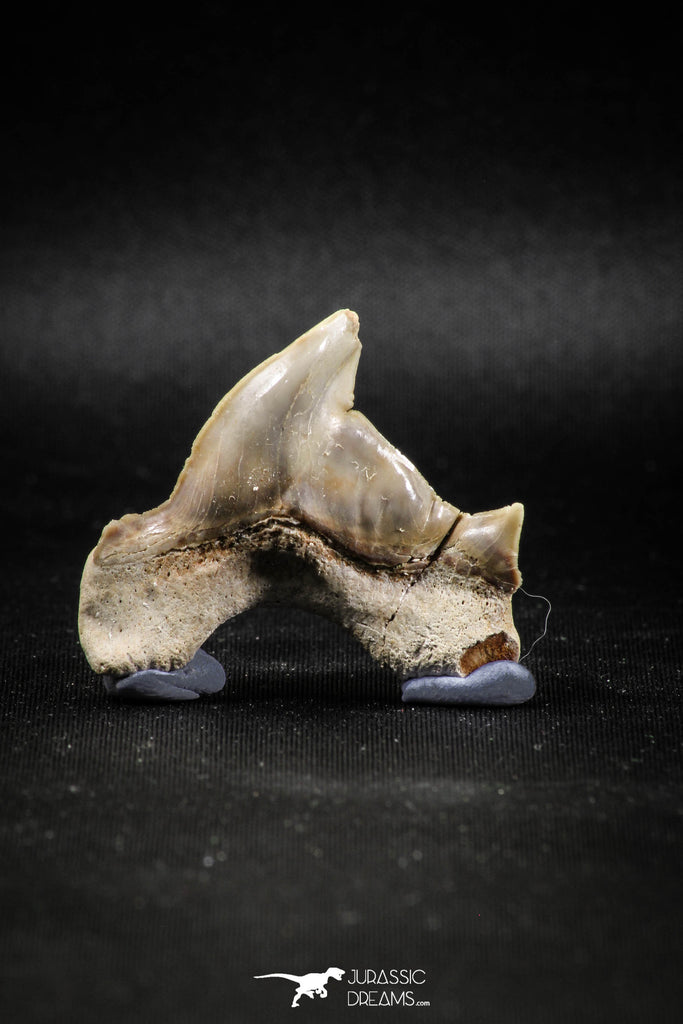 04953 - Super Rare Pathologically Deformed 1.66 Inch Otodus obliquus Shark Tooth