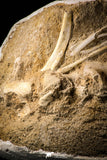 22433 - Collector Grade 18.90 Inch Halisaurus arambourgi (Mosasaur) Partial Tail Late Cretaceous