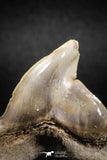 04953 - Super Rare Pathologically Deformed 1.66 Inch Otodus obliquus Shark Tooth