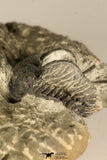 30718 - Partial Prepared 0.93 Inch Spiny Koneprusia dahmani Lower Devonian Trilobite