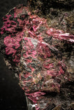 07626 -  Nice Pink Erythrite Crystals on Matrix - Bou Azzer Mine (South Morocco)