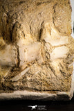 22433 - Collector Grade 18.90 Inch Halisaurus arambourgi (Mosasaur) Partial Tail Late Cretaceous