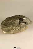 30718 - Partial Prepared 0.93 Inch Spiny Koneprusia dahmani Lower Devonian Trilobite
