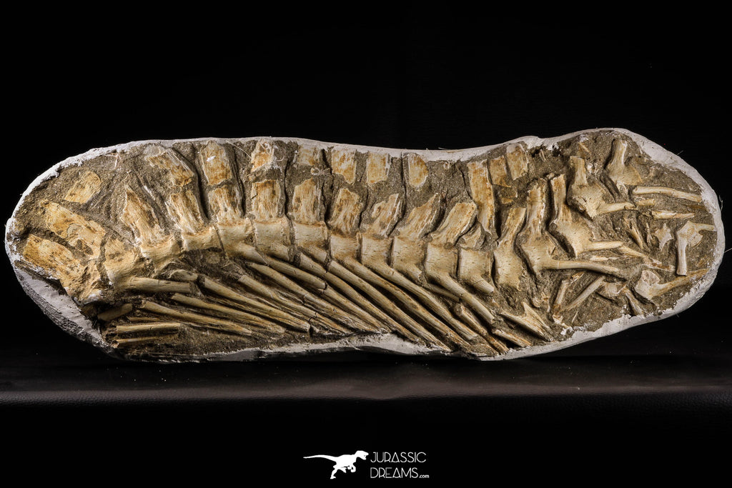 22434 - Museum Grade 22.52 Inch Halisaurus arambourgi (Mosasaur) Partial Tail Late Cretaceous