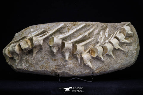 20555 - Museum Grade 14.17 Inch Halisaurus arambourgi (Mosasaur) Partial Tail Late Cretaceous