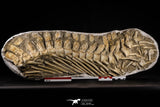 22434 - Museum Grade 22.52 Inch Halisaurus arambourgi (Mosasaur) Partial Tail Late Cretaceous