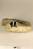 30719 - Partial Prepared 1.11 Inch Spiny Koneprusia dahmani Lower Devonian Trilobite