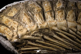 22434 - Museum Grade 22.52 Inch Halisaurus arambourgi (Mosasaur) Partial Tail Late Cretaceous