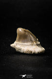 04954 - Super Rare Pathologically Deformed Symphyseal 0.63 Inch Otodus obliquus Shark Tooth