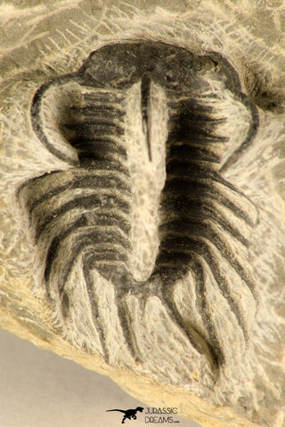 30719 - Partial Prepared 1.11 Inch Spiny Koneprusia dahmani Lower Devonian Trilobite