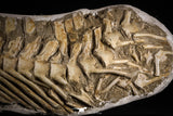 22434 - Museum Grade 22.52 Inch Halisaurus arambourgi (Mosasaur) Partial Tail Late Cretaceous