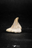 04954 - Super Rare Pathologically Deformed Symphyseal 0.63 Inch Otodus obliquus Shark Tooth