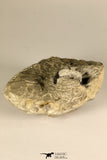 30719 - Partial Prepared 1.11 Inch Spiny Koneprusia dahmani Lower Devonian Trilobite
