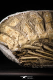 22434 - Museum Grade 22.52 Inch Halisaurus arambourgi (Mosasaur) Partial Tail Late Cretaceous