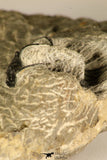 30719 - Partial Prepared 1.11 Inch Spiny Koneprusia dahmani Lower Devonian Trilobite