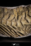 22434 - Museum Grade 22.52 Inch Halisaurus arambourgi (Mosasaur) Partial Tail Late Cretaceous