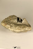 30719 - Partial Prepared 1.11 Inch Spiny Koneprusia dahmani Lower Devonian Trilobite