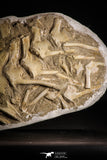 22434 - Museum Grade 22.52 Inch Halisaurus arambourgi (Mosasaur) Partial Tail Late Cretaceous