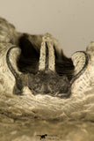 30719 - Partial Prepared 1.11 Inch Spiny Koneprusia dahmani Lower Devonian Trilobite